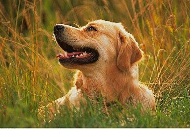 微软和索尼大肆收购游戏工作室 G胖没有感到心慌